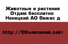 Животные и растения Отдам бесплатно. Ненецкий АО,Вижас д.